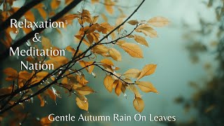 Autumn Rainfall in the Trees | Relaxing Ambience of Gentle Rain on Leaves For Restful Sleep - 1 Hour