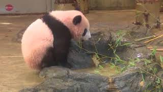 JAPAN - Giant panda cub makes debut in Tokyo - 初めましてシャンシャン 29年ぶり一般公開スタート