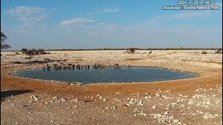 Herd of Blue Wildebeest and a Great White Pelican. Close up of Pelican from 4.00 to 5.34 into video.