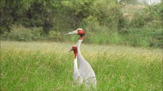 saras crane 1