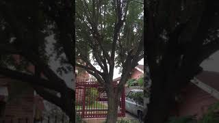 Tree trimming I Tree service I stump grinding I Houston , Texas I #short