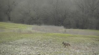 March 21 2020  Missouri Coyote Hunt