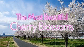 The Most Beautiful Cherry Blossoms in Tokyo Japan-Japan OTAKU News