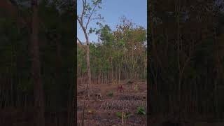 Kondisi Hutan Mulai Gundul #shortsfeed #longersvideo