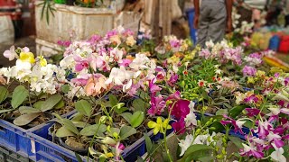 Indoor & Outdoor Plants Market In Kolkata | Summer Season Flower Plants Update At Tala Haat