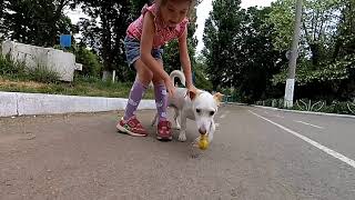 Walking, Penny board, xiaomi Yi4k, jack russel Walther