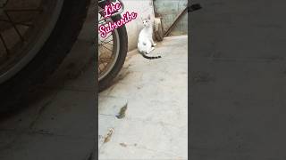 Kitten''s speed run எப்படி🐈🐾😅குட்டி  ஓடுது பாருங்க