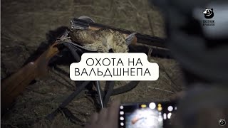 Охота на вальдшнепа // В одиночку на зверя