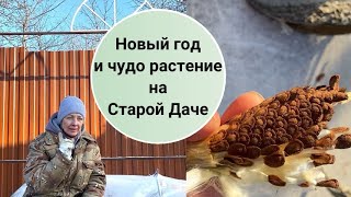 Навестили Старую Дачу. Архив 3 января 2024.