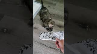 Yorkie Poodle (Yorkiepoo) playing with a sandal.