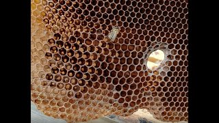 Die Bienen sind tot