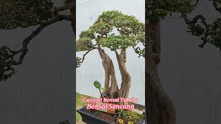 Bonsai Sancang Milik Andon Lampu g Utara Np 328