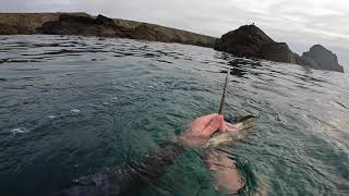 Spearfishing Pembrokeshire