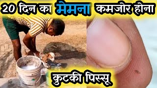 20 Din Ke Memno Ke Pissu Kaise Mare |Kutki Pissu Zoo Chichad Sab Khatm Hoge |Vimalumrao