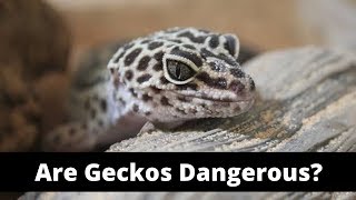 Are Geckos Dangerous? Cute Gecko Facts & More