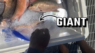 Pier Fishing For Mangrove Snappers & Whatever Else That Bites