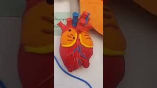 anatomy and physiology of heart. #heartanatomy #heartphysiology #scienceproject #heart #viral