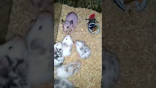 Hamster lucu dan menggemaskan