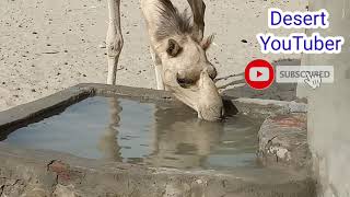 Camel Drinking Water || Thirsty Camel || Camel Watering || Desert Camel || Dug well