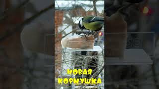 Новая кормушка для синиц   #birds