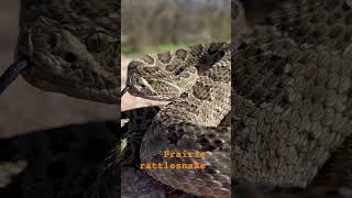 #creepycrawly #snake #rattlesnake #shorts  Prairie Rattlesnake- Crotalus viridis in Western Oklahoma