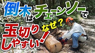 倒木を 【チェーンソー】で薪にしよう！【薪ストーブ】【玉切り】