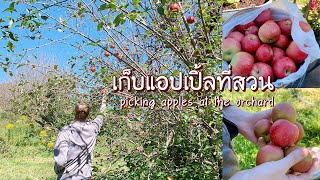 VLOG37 🍎🍏| ไปเก็บแอปเปิ้ลที่สวน สดๆจากต้น