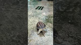 Lagi pengen hujan"an 😂 #shorts #turtle #kurakura #aquarium #snakehead #fish #hewanlucu #shortvideo