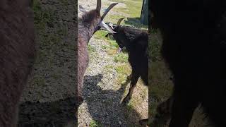 Pedro lacks brain cells #goats #farming #exoticsfarm