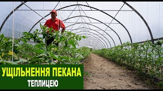 №202 Ущільнення пекана теплицею