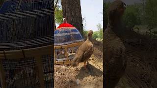 teetar ki bole #pets #greyfrancolin