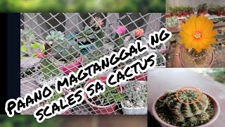 Paano magtanggal ng Scales sa ating Cactus. | vlog#27