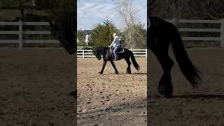 Julius the Friesian being ridden Western.  #friesian #friesianhorse #horselover #horse #blackhorse