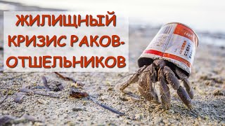 Раки-отшельники: вечный поиск жилья | Познавательное видео | Удивительный мир беспозвоночных