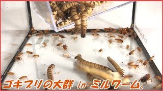 蟻戦争Ⅲ＃119 大量のゴキブリに大量のミルワームを与えたら、たくさん食べた。  編～A lot of roaches and mealworm～