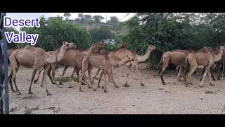 Camels Going To Forest After Breakfast || Camel Morning Walk || Kharai Camels