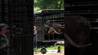 Longhorn cow takes off #cow #cowvideo #bull #shorts