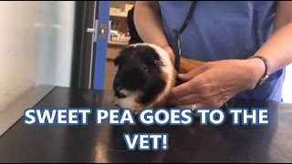 Guinea Pig goes to the Vet!