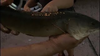 Catching MASSIVE  *ALLiGATOR GAR AND CATFISH*