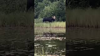 Bull moose being gangsta… showing those trees whose boss.