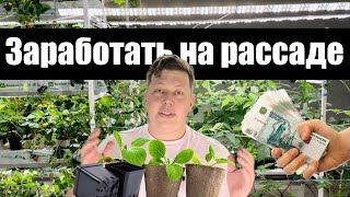 РАССАДА/ как растить, что растить и где продавать?