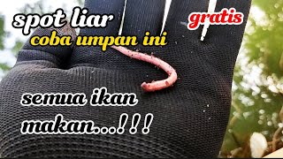 mancing spot liar//umpan cacing susu mantap...!!!