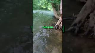 Catching GIANT FISH in TINY CREEK! #shorts