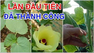 #13 Lần đầu tiên trồng đậu bắp trên sân thượng đã thành công