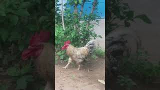 நீ தான்டி கழுதைக்கு பிறந்த கருவாச்சி 🐔🐓 #funny_chicken #kozhi_koothugal #funny #shorts 😅🤣😂