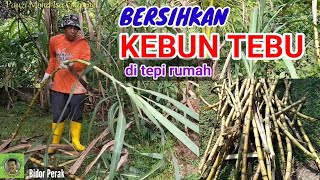 BERSIHKAN KEBUN TEBU & MENUAI/PANEN  HASIL