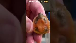 😱 I’m gonna get you | Funny Turtle🐢#shorts #funnyturtle