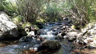 Relaxing Mountain Streams - 1 Hour Of Forest River Sounds