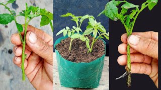 EASY & SIMPLE WAY TO PROPAGATE TOMATO FROM IT'S CUTTINGS