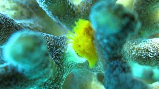 Christmas Tree Worm for Christmas